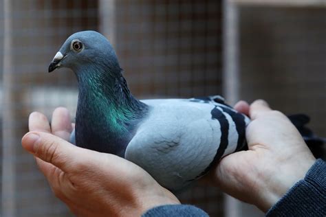 Racing Pigeons .